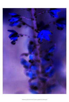 Framed Morning Rain III Print