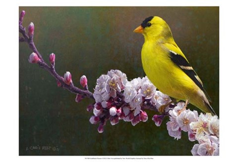 Framed Goldfinch Flowers Print