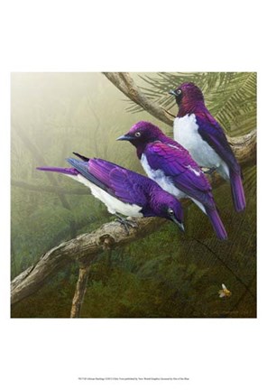 Framed African Starlings Print