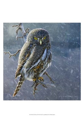 Framed Owl in Winter II Print