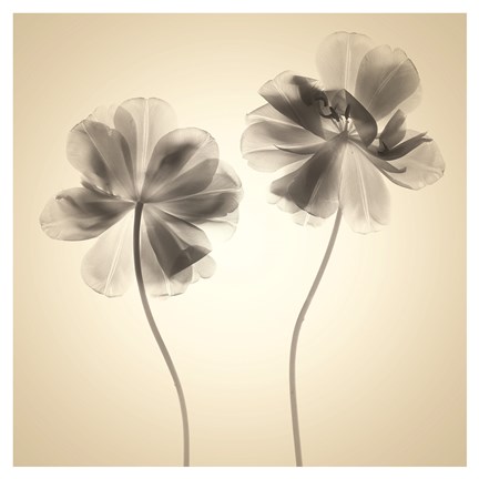 Framed Soft I - Mini Print