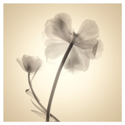 Framed Soft II Print