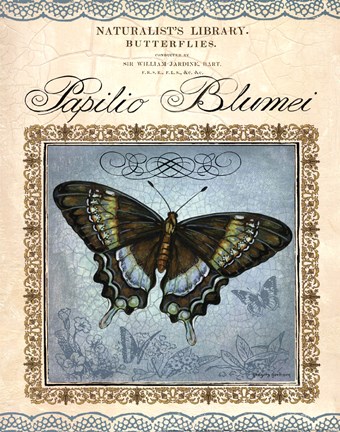 Framed Papilio Blumei Print