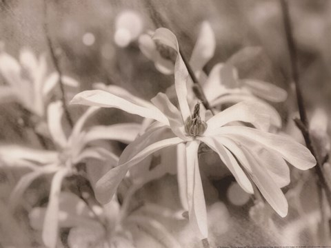 Framed Star Magnolias I Print