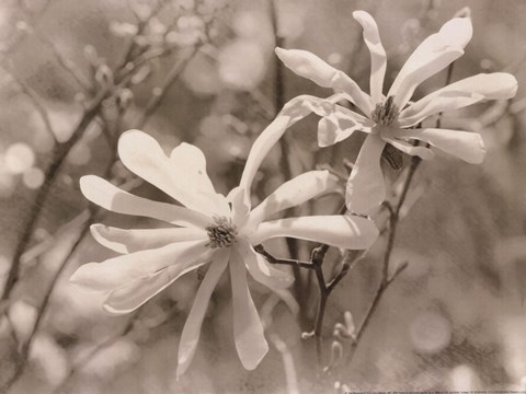 Framed Star Magnolias II Print