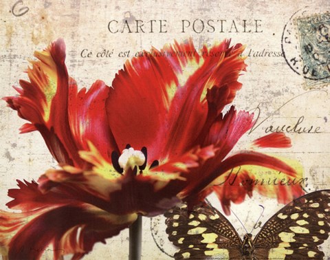 Framed Carte Postale Tulip I Print