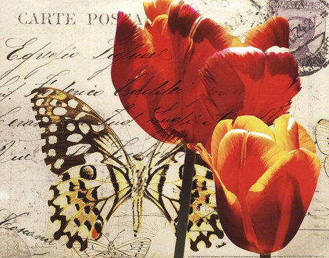 Framed Carte Postale Tulip II Print