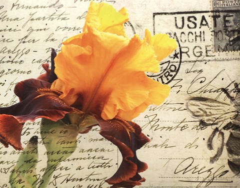 Framed Carte Postale Iris Print