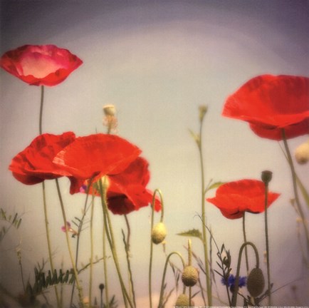 Framed Bloom I Print