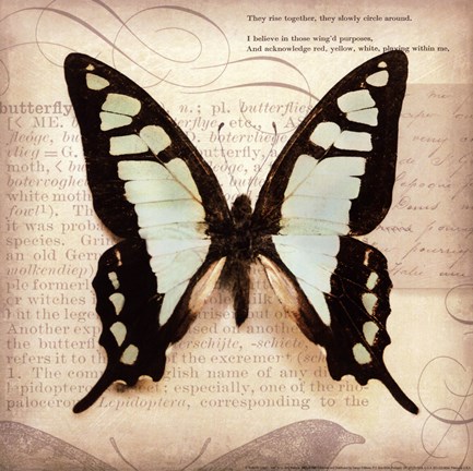 Framed Butterflies Script I - mini Print