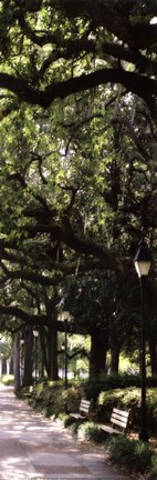 Framed Savannah Sidewalk Panel I - mini Print