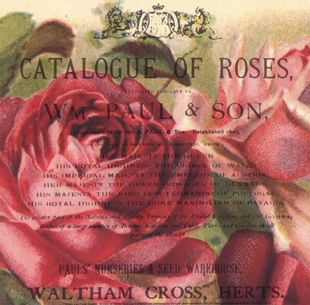 Framed Roses IV Print