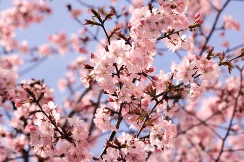 Framed Blossom Haze Print