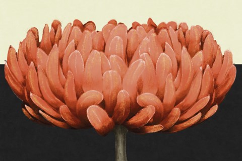 Framed Apricot Flame II Print