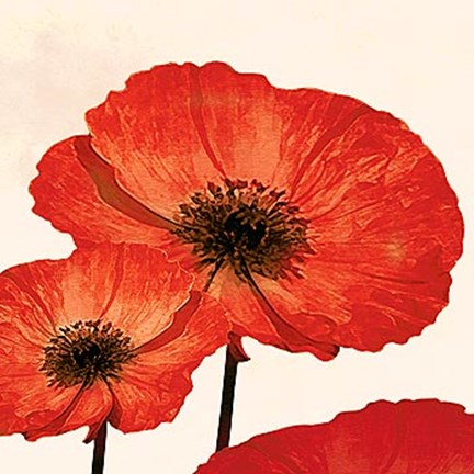 Framed Dreams of Summer V Print