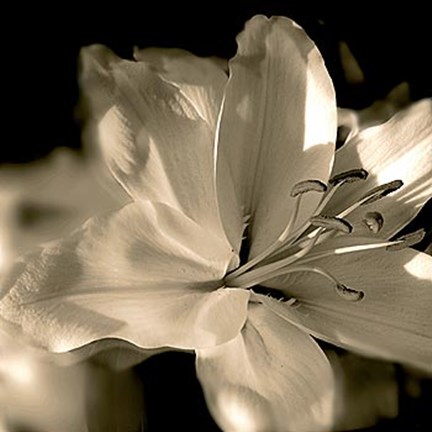 Framed Lily Glow II Print