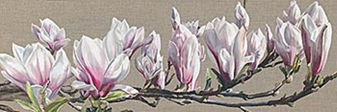 Framed Magnolia Swathe Print