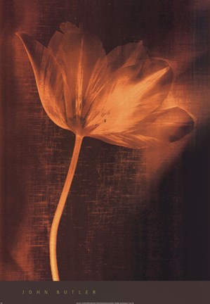 Bronze Tulip II by John Butler