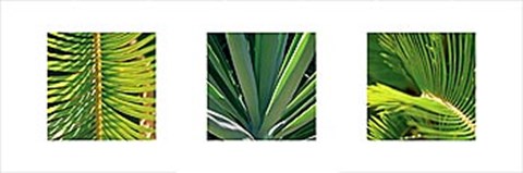 Framed Botanical Triptych II Print