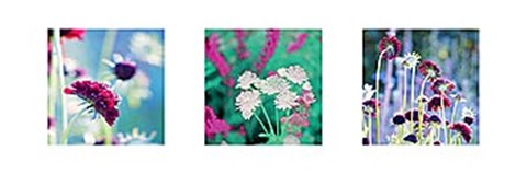 Framed Summer Border Triptych Print