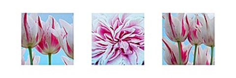 Framed Fresh Blooms Triptych Print