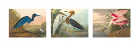 Framed Birds of America Print