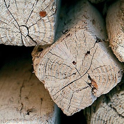 Framed Silvana XIV Print