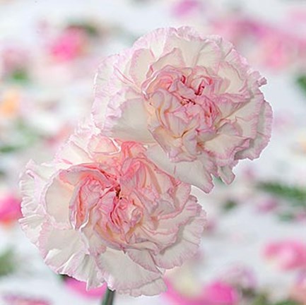 Framed Carnation Creation IV Print