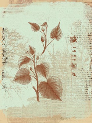 Framed Botanical I Print