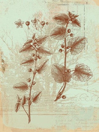 Framed Botanical III Print