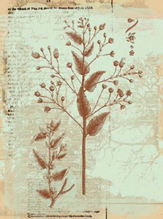 Framed Botanical IV Print