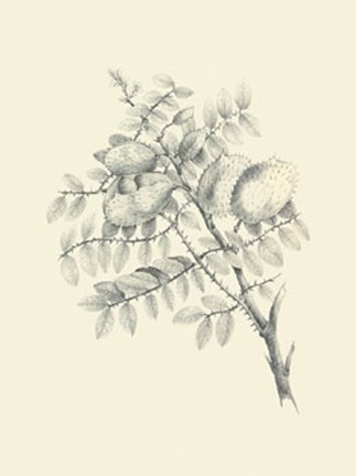 Framed Chicken Stone Tree Print