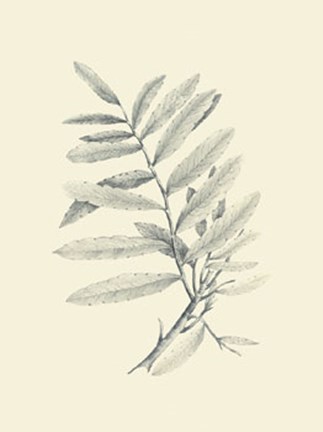 Framed Zinzeber Ginger Print