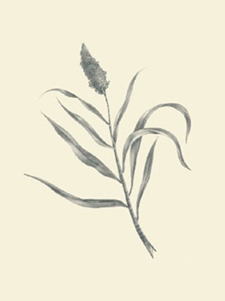 Framed Guinea Corn Print