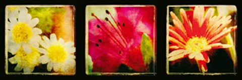 Framed Vintage Capture III Print