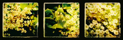 Framed Vintage Capture IV Print