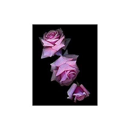 Framed Botanical Harmonies I Print