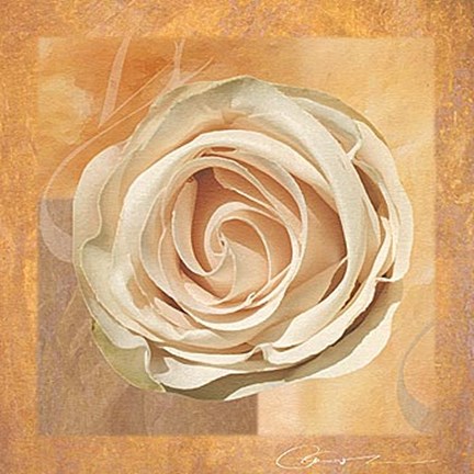 Framed Warm Rose II Print