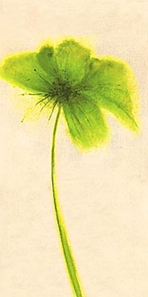 Framed Floral Burst VII Print