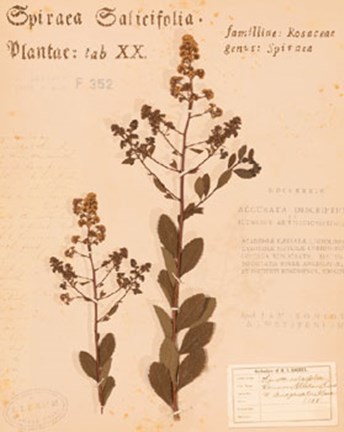 Framed Common Meadowsweet Print