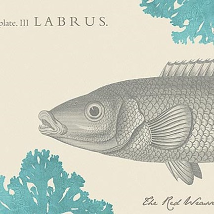 Framed Sea and Shore III Print