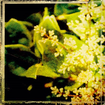 Framed Vintage Garden VI Print