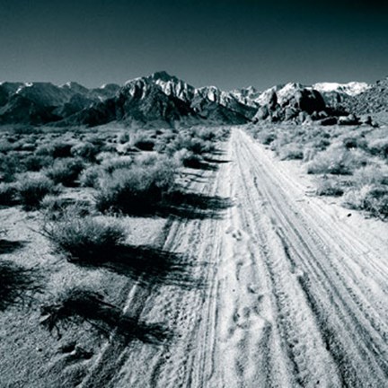 Framed Lone Pine V Print