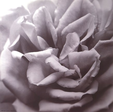 Framed Allure III Print