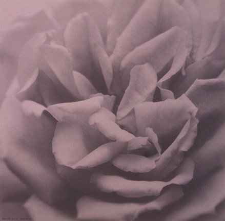 Framed Allure III Print