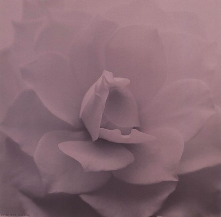 Framed Allure IV Print