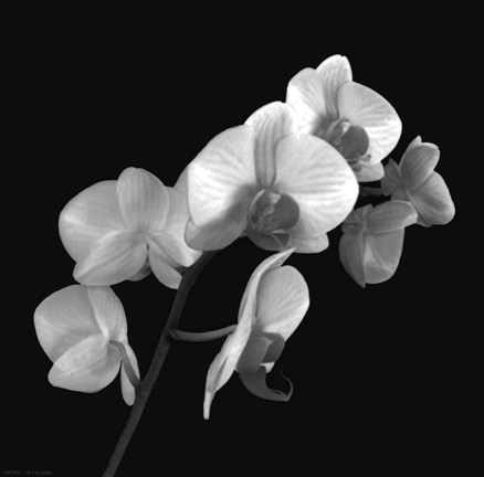 Framed Orchid Illusion I Print