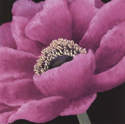 Framed Brilliant Blooms I Print