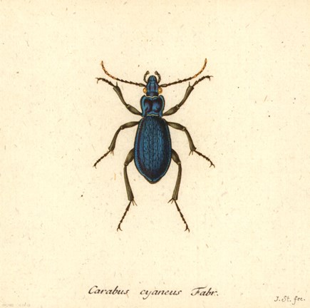 Framed Carabus Cyaneus Print