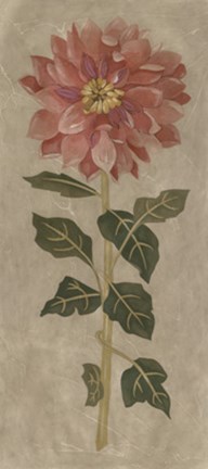 Framed Dahlia II Print